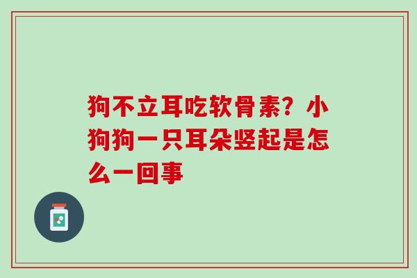 狗不立耳吃软骨素？小狗狗一只耳朵竖起是怎么一回事