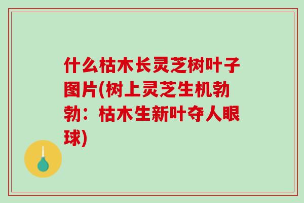 什么枯木长灵芝树叶子图片(树上灵芝生机勃勃：枯木生新叶夺人眼球)