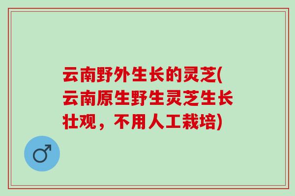 云南野外生长的灵芝(云南原生野生灵芝生长壮观，不用人工栽培)
