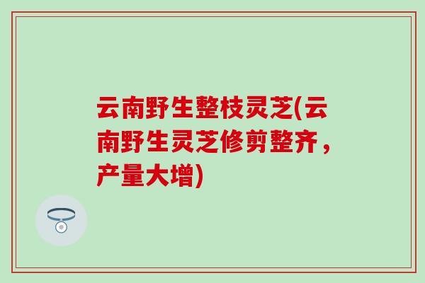 云南野生整枝灵芝(云南野生灵芝修剪整齐,产量大增) 云南野生整枝灵芝(云南野生灵芝修剪整齐,产量大增)