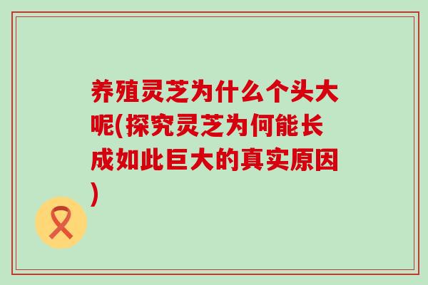 养殖灵芝为什么个头大呢(探究灵芝为何能长成如此巨大的真实原因)