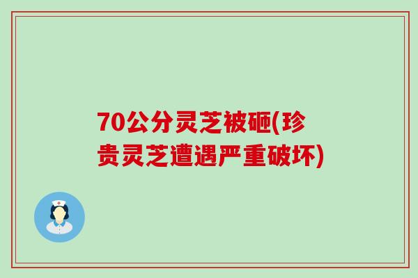 70公分灵芝被砸(珍贵灵芝遭遇严重破坏)