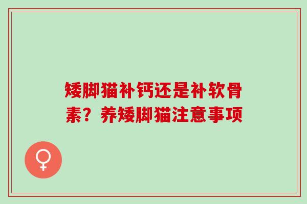 矮脚猫补钙还是补软骨素？养矮脚猫注意事项