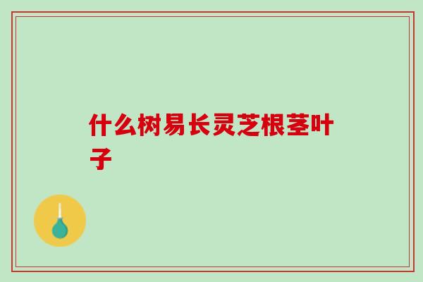 什么树易长灵芝根茎叶子