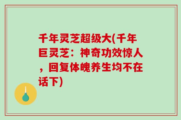 千年灵芝超级大(千年巨灵芝：神奇功效惊人，回复体魄养生均不在话下)