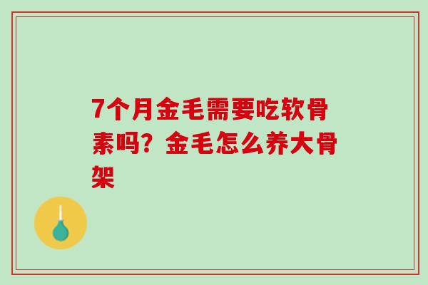 7个月金毛需要吃软骨素吗？金毛怎么养大骨架