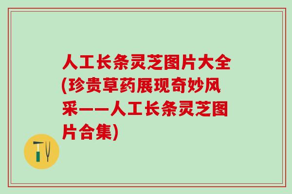 人工长条灵芝图片大全(珍贵草药展现奇妙风采——人工长条灵芝图片合集)