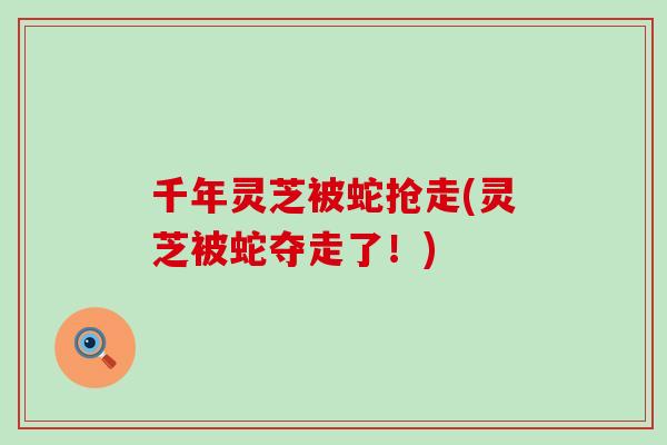 千年灵芝被蛇抢走(灵芝被蛇夺走了！)