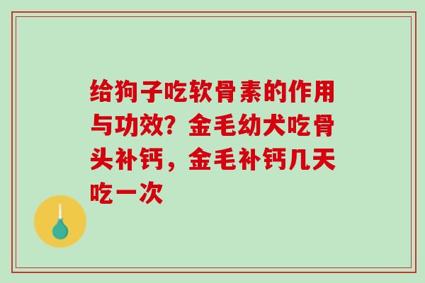 给狗子吃软骨素的作用与功效?金毛幼犬吃骨头补钙,金毛补钙几天吃一次 给狗子吃软骨素的作用与功效?金毛幼犬吃骨头补钙,金毛补钙几天吃一次