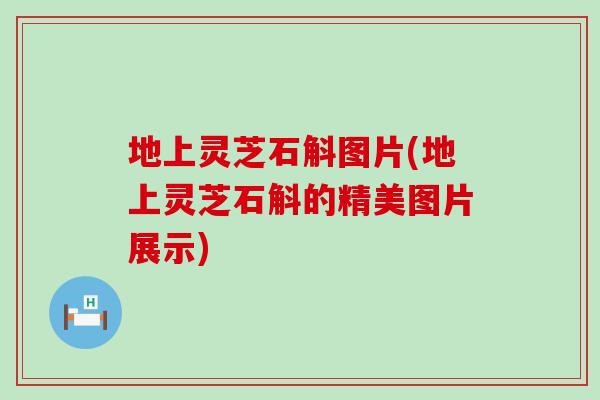地上灵芝石斛图片(地上灵芝石斛的精美图片展示)