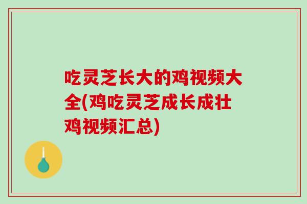 吃灵芝长大的鸡视频大全(鸡吃灵芝成长成壮鸡视频汇总)