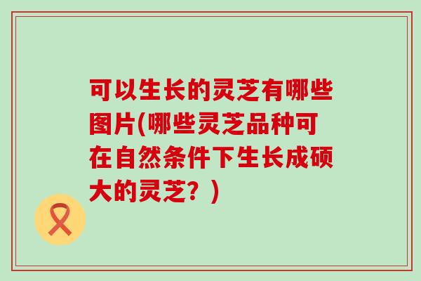可以生长的灵芝有哪些图片(哪些灵芝品种可在自然条件下生长成硕大的灵芝？)