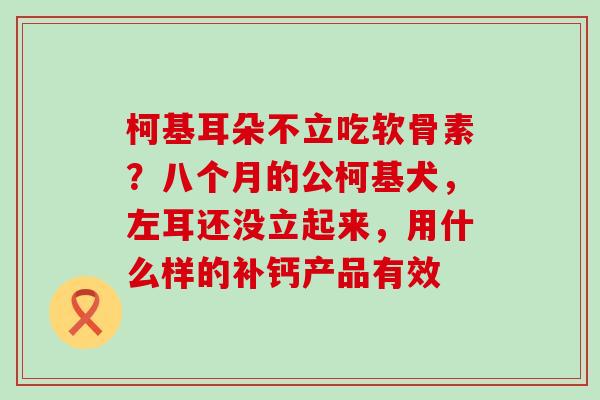 柯基耳朵不立吃软骨素？八个月的公柯基犬，左耳还没立起来，用什么样的补钙产品有效