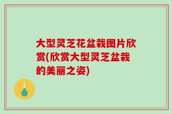 大型灵芝花盆栽图片欣赏(欣赏大型灵芝盆栽的美丽之姿)
