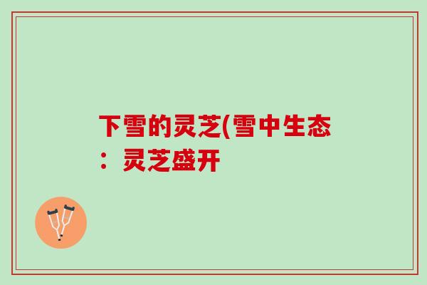 下雪的灵芝(雪中生态:灵芝盛开 下雪的灵芝(雪中生态:灵芝盛开
