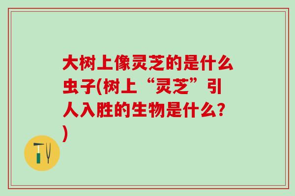 大树上像灵芝的是什么虫子(树上“灵芝”引人入胜的生物是什么？)