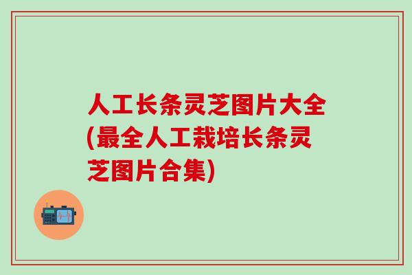 人工长条灵芝图片大全(最全人工栽培长条灵芝图片合集)