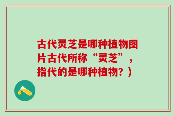 古代灵芝是哪种植物图片古代所称“灵芝”,指代的是哪种植物?) 古代灵芝是哪种植物图片古代所称“灵芝”,指代的是哪种植物?)