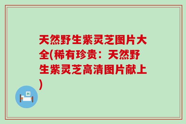 天然野生紫灵芝图片大全(稀有珍贵：天然野生紫灵芝高清图片献上)