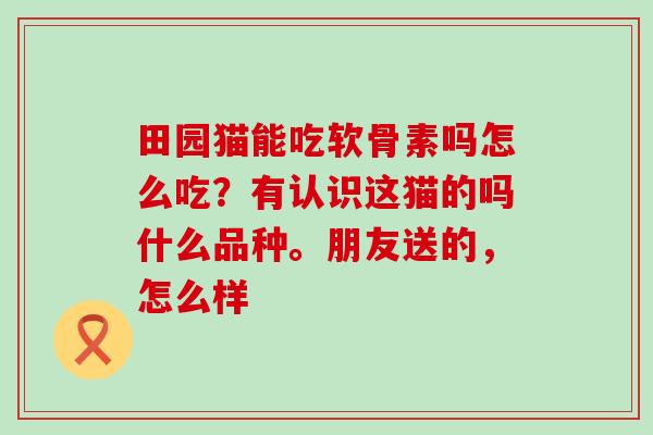田园猫能吃软骨素吗怎么吃？有认识这猫的吗什么品种。朋友送的，怎么样