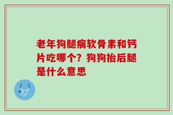 老年狗腿瘸软骨素和钙片吃哪个？狗狗抬后腿是什么意思