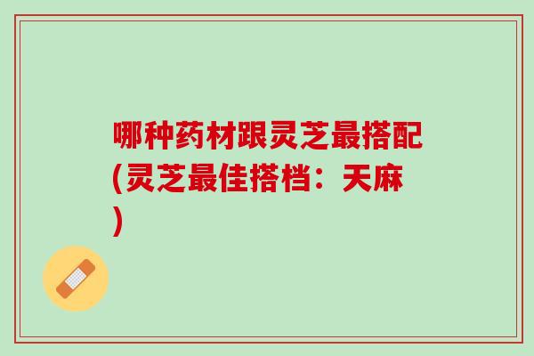 哪种药材跟灵芝最搭配(灵芝最佳搭档：天麻)