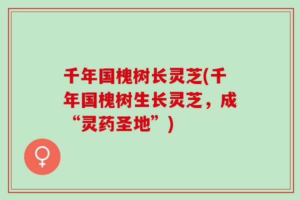 千年国槐树长灵芝(千年国槐树生长灵芝，成“灵药圣地”)