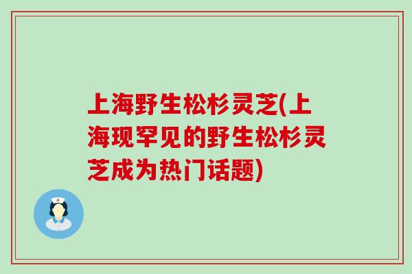 上海野生松杉灵芝(上海现罕见的野生松杉灵芝成为热门话题)