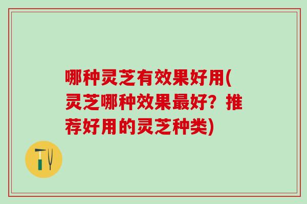 哪种灵芝有效果好用(灵芝哪种效果最好？推荐好用的灵芝种类)
