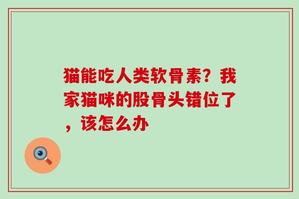 猫能吃人类软骨素？我家猫咪的股骨头错位了，该怎么办