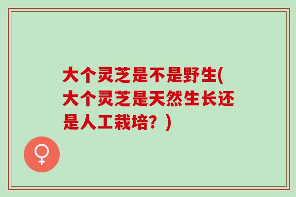 大个灵芝是不是野生(大个灵芝是天然生长还是人工栽培？)