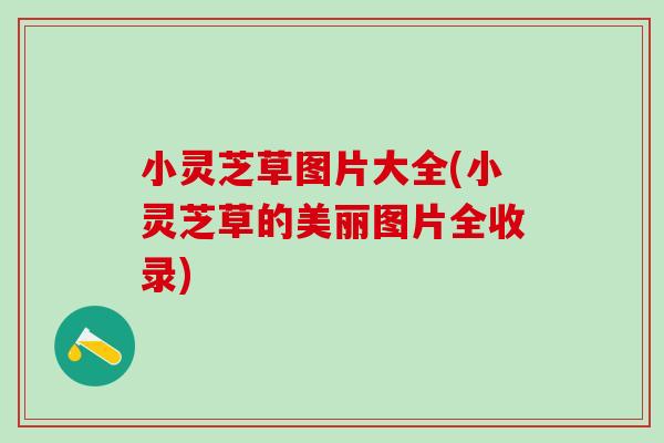 小灵芝草图片大全(小灵芝草的美丽图片全收录)