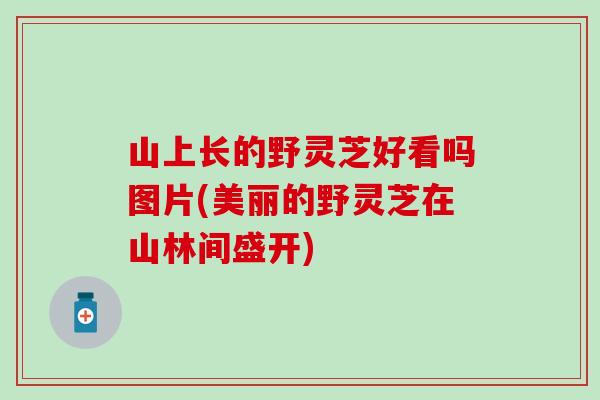 山上长的野灵芝好看吗图片(美丽的野灵芝在山林间盛开)