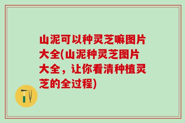 山泥可以种灵芝嘛图片大全(山泥种灵芝图片大全，让你看清种植灵芝的全过程)