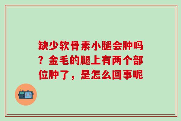 缺少软骨素小腿会肿吗？金毛的腿上有两个部位肿了，是怎么回事呢
