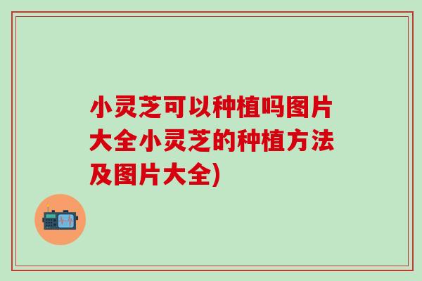 小灵芝可以种植吗图片大全小灵芝的种植方法及图片大全)