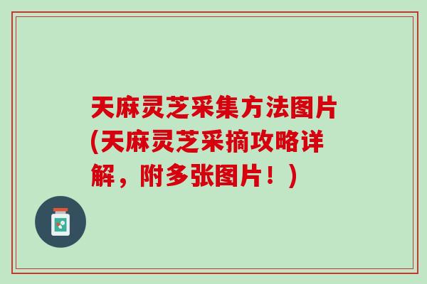 天麻灵芝采集方法图片(天麻灵芝采摘攻略详解，附多张图片！)