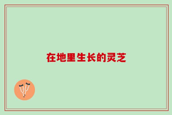 在地里生长的灵芝