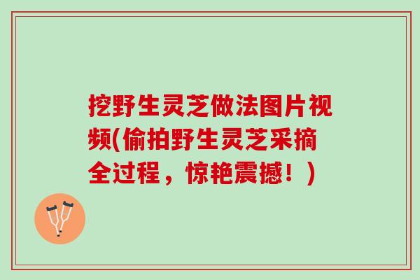 挖野生灵芝做法图片视频(偷拍野生灵芝采摘全过程，惊艳震撼！)