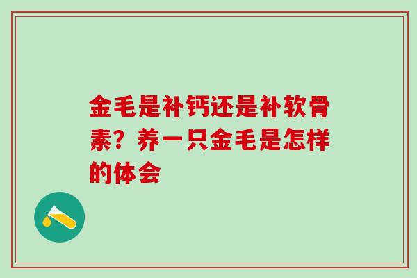 金毛是补钙还是补软骨素？养一只金毛是怎样的体会
