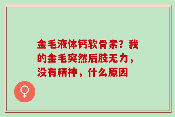 金毛液体钙软骨素？我的金毛突然后肢无力，没有精神，什么原因