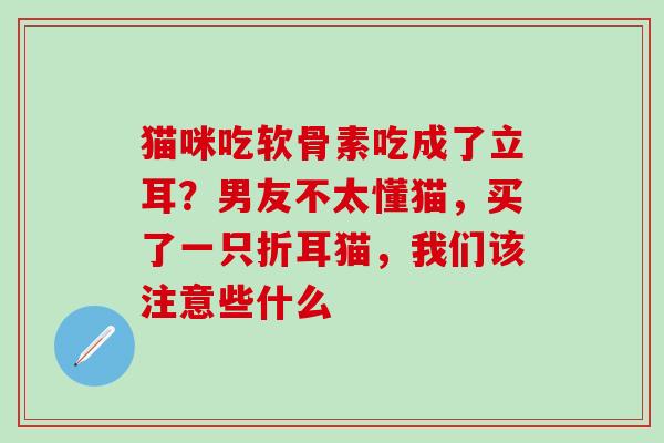 猫咪吃软骨素吃成了立耳？男友不太懂猫，买了一只折耳猫，我们该注意些什么