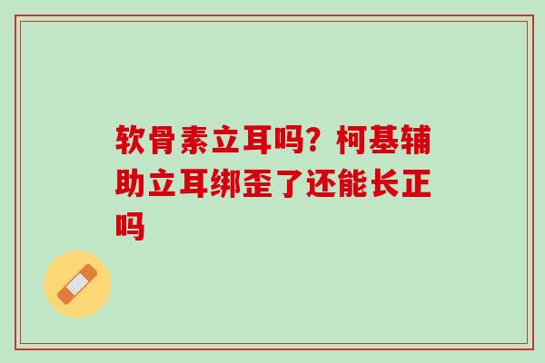 软骨素立耳吗？柯基辅助立耳绑歪了还能长正吗