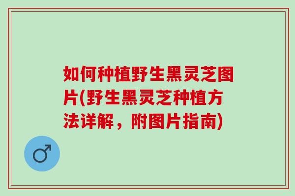 如何种植野生黑灵芝图片(野生黑灵芝种植方法详解，附图片指南)