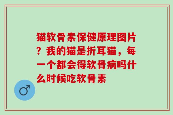 猫软骨素保健原理图片?我的猫是折耳猫,每一个都会得软骨吗什么时候吃软骨素 猫软骨素保健原理图片?我的猫是折耳猫,每一个都会得软骨吗什么时候吃软骨素