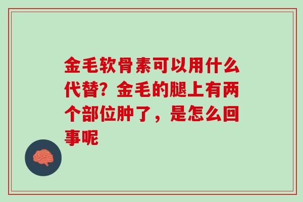 金毛软骨素可以用什么代替？金毛的腿上有两个部位肿了，是怎么回事呢