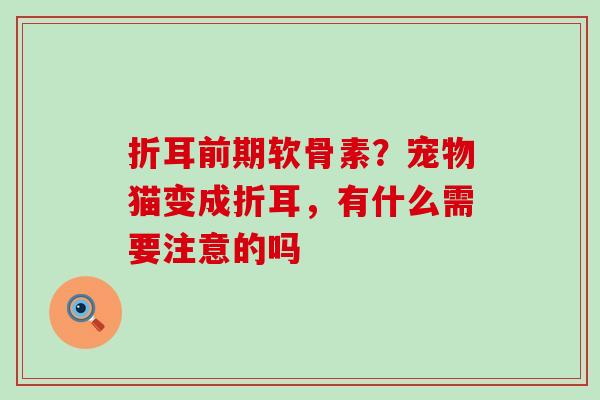 折耳前期软骨素？宠物猫变成折耳，有什么需要注意的吗