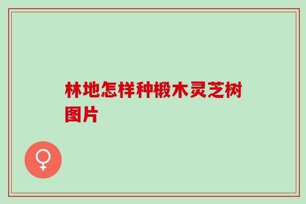 林地怎样种椴木灵芝树图片