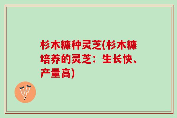 杉木糠种灵芝(杉木糠培养的灵芝：生长快、产量高)