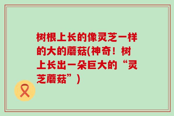 树根上长的像灵芝一样的大的蘑菇(神奇！树上长出一朵巨大的“灵芝蘑菇”)